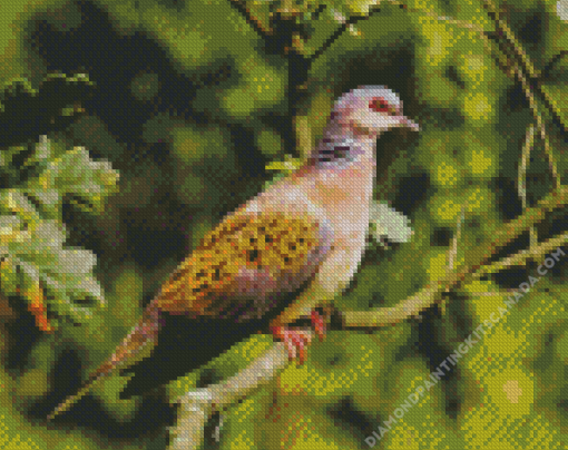 Turtle Dove Diamond Painting