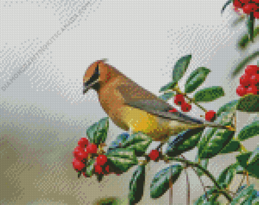 Waxwing Bird Diamond Painting