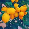 Yellow Lemon Tree Diamond Painting