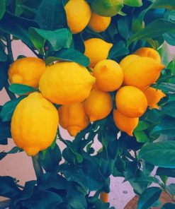 Yellow Lemon Tree Diamond Painting