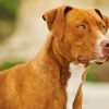 American Brown PitBull Terrier Diamond Painting