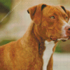 American Brown PitBull Terrier Diamond Painting