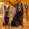 Belgian Sheepdog on Autumn Leaves Diamond Painting