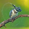 Belted Kingfisher on A Branch Diamond Painting