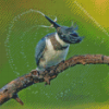 Belted Kingfisher on A Branch Diamond Painting