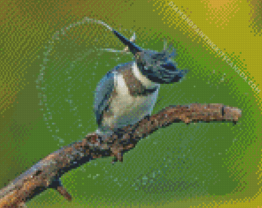 Belted Kingfisher on A Branch Diamond Painting