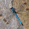 Black And Blue Dragonfly Diamond Painting