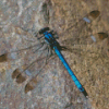 Black And Blue Dragonfly Diamond Painting