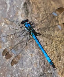 Black And Blue Dragonfly Diamond Painting