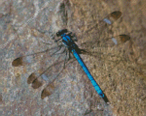 Black And Blue Dragonfly Diamond Painting