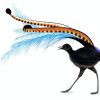 Black Lyrebird Art Diamond Painting