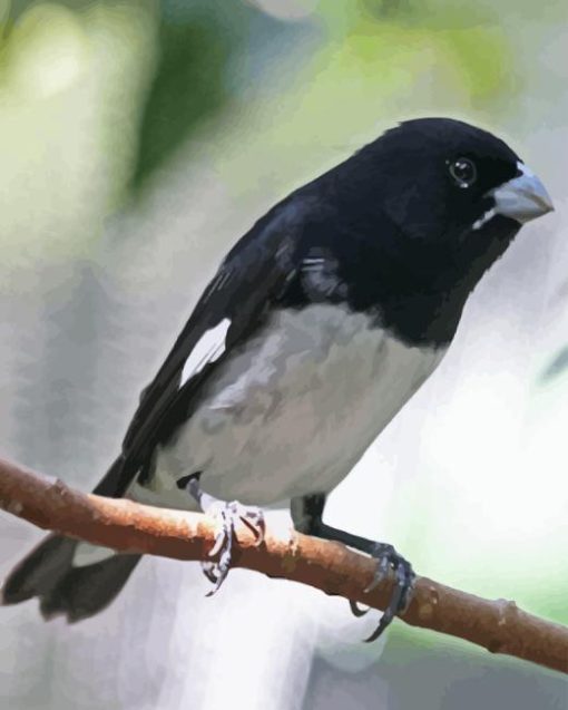 Black and White Finches Diamond Painting