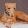 Blonde Italian Greyhound Diamond Painting