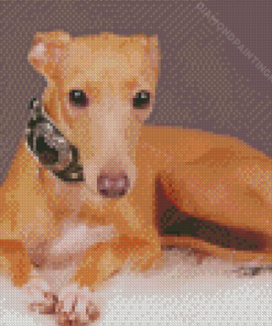 Blonde Italian Greyhound Diamond Painting