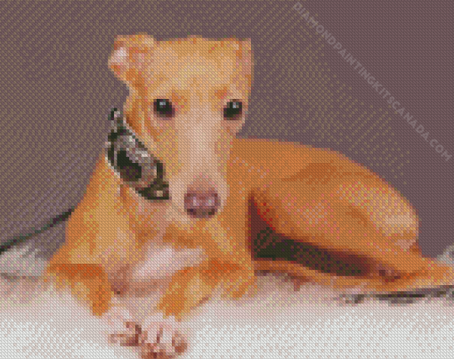 Blonde Italian Greyhound Diamond Painting