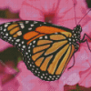 Butterfly Monarch On A Pink Flower Diamond Painting