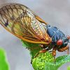 Cicadas Insect Diamond Painting