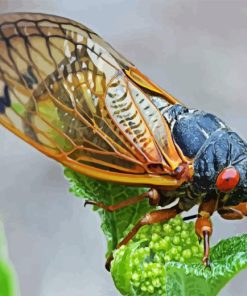 Cicadas Insect Diamond Painting