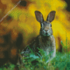 European Rabbit Looking at Camera Diamond Painting