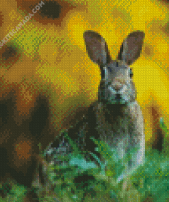 European Rabbit Looking at Camera Diamond Painting