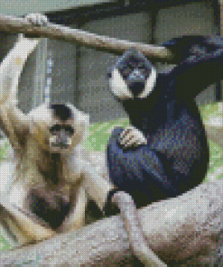 Gibbon Monkeys Diamond Painting