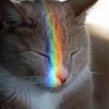 Grey Rainbow Cat Diamond Painting