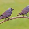 Jackdaw Birds On Stick Diamond Painting