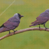 Jackdaw Birds On Stick Diamond Painting