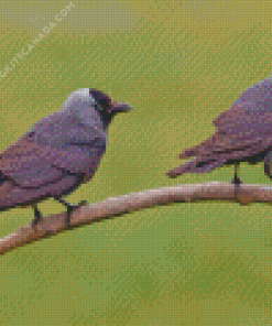 Jackdaw Birds On Stick Diamond Painting