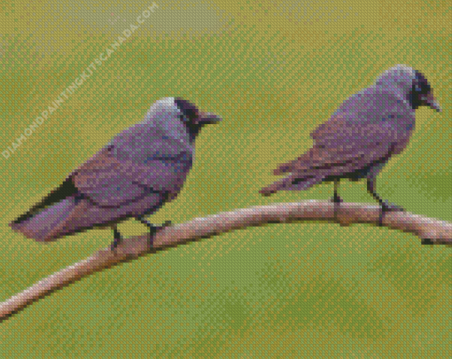 Jackdaw Birds On Stick Diamond Painting