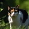 Japanese Bobtail Diamond Painting