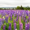 Lupines Purple Flowers Field Diamond Painting