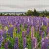 Lupines Purple Flowers Field Diamond Painting