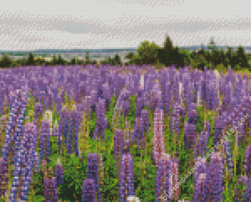 Lupines Purple Flowers Field Diamond Painting