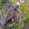 Morepork Diamond Painting