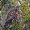 Morepork Diamond Painting