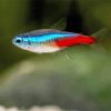 Neon Tetra Fish Diamond Painting