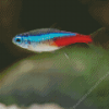 Neon Tetra Fish Diamond Painting