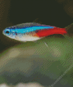 Neon Tetra Fish Diamond Painting