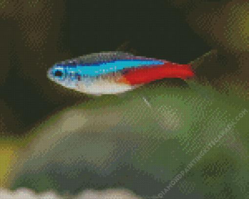 Neon Tetra Fish Diamond Painting