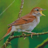 Nightingale Bird Diamond Painting