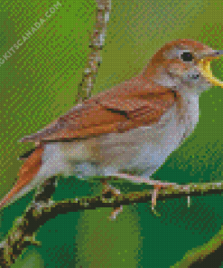 Nightingale Bird Diamond Painting