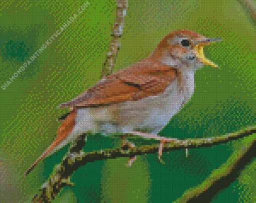 Nightingale Bird Diamond Painting