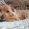 Norfolk Terrier Sleeping Diamond Painting