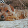 Norfolk Terrier Sleeping Diamond Painting