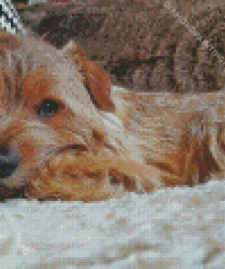 Norfolk Terrier Sleeping Diamond Painting