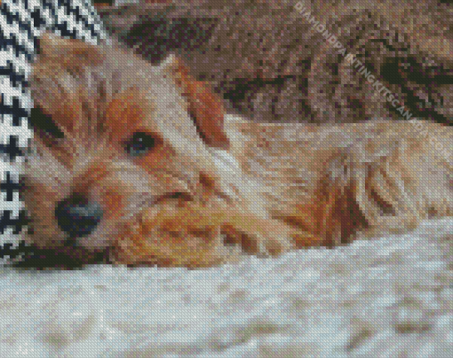 Norfolk Terrier Sleeping Diamond Painting