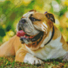 Old English Bulldog Diamond Painting