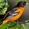 Orioles Bird Diamond Painting