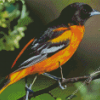 Orioles Bird Diamond Painting